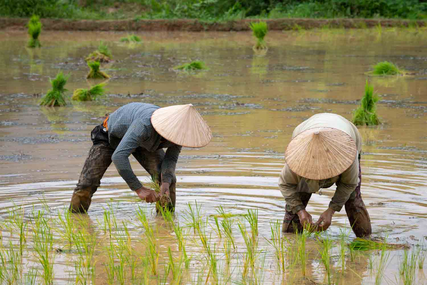 LAOS | AUG. 05, 2020 — No Rice for Christians